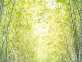 floresta de bambu com luz natural em estilo desfocado. foto