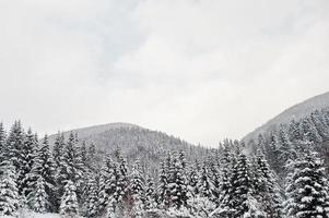 pinheiros cobertos de neve nas montanhas dos Cárpatos. belas paisagens de inverno. natureza geada. foto