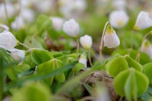 pequenas e delicadas flores silvestres brancas da primavera foto