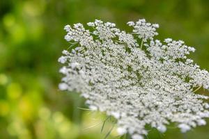 flores silvestres brancas em um prado foto