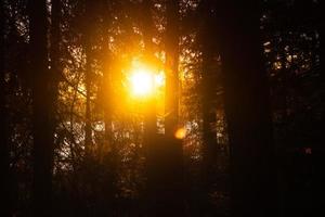 pôr do sol em uma floresta foto