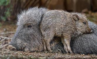 Chacoan pecari no zoológico foto