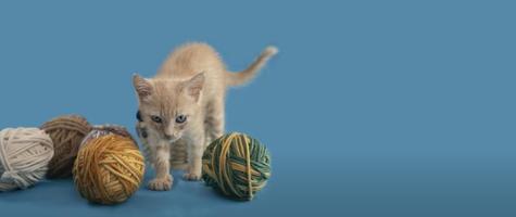 retrato de gatinho fofo brincando com bolas de lã de cores diferentes em um fundo de cor azul foto