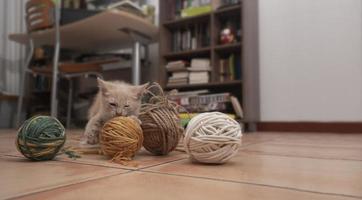 retrato de gatinho fofo mordendo e brincando com bolas de lã no chão de sua sala de estar com uma mesa e estante fora de foco no fundo