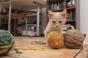 retrato de gatinho fofo mordendo e brincando com bolas de lã no chão de sua sala de estar com uma mesa e estante fora de foco no fundo foto