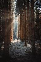 densa floresta de coníferas com luz solar foto