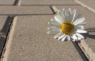 única margarida branca deitada na pavimentação foto