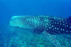 tubarão-baleia nadando em águas azuis cristalinas nas Maldivas