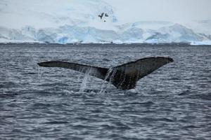 wale in der antarktis und arktis