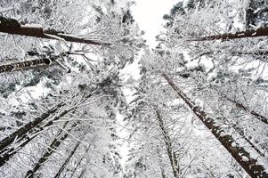 topo da enorme floresta de pinheiros coberta de neve. majestosas paisagens de inverno. foto