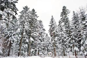 casa de madeira na floresta de pinheiros coberta de neve. belas paisagens de inverno. natureza geada. foto