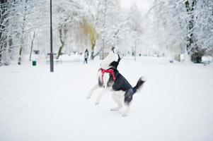 cão husky na coleira andando no parque em dia de inverno. foto