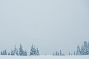 pinheiros cobertos de neve na montanha chomiak. belas paisagens de inverno das montanhas dos cárpatos, ucrânia. majestosa natureza de geada. foto