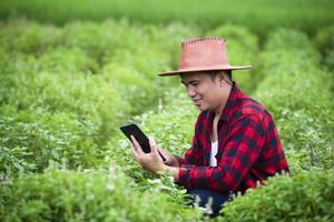 um agricultor em um campo de trigo maduro planeja uma atividade de colheita, um agrônomo masculino está feliz em um campo de arroz. foto
