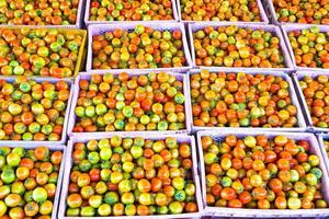 caixas de tomate contêm produtos para exportação para os mercados asiáticos. foto