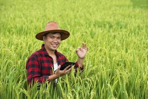 um agricultor em um campo de trigo maduro planeja uma atividade de colheita, um agrônomo masculino está feliz em um campo de arroz. foto