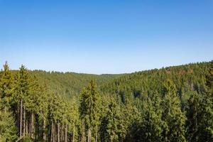 paisagem de floresta de coníferas foto