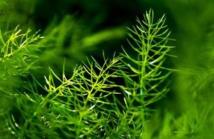 folhas verdes frescas de samambaia de espargos em fundo natural foto