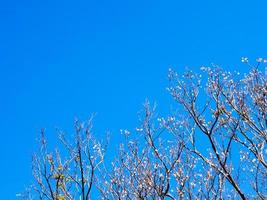 pote seco de padauk na árvore de folha caduca na temporada de outono com fundo de céu azul foto