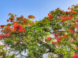 lindos tropicais flame tree vermelhos flowerses flamboyant delonix regia mexico. foto