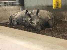 rinocerontes em um zoológico foto