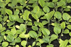 pequenas mudas de várias espécies que os agricultores cultivam para plantar e propagar para crescer para produzir produtos e alimentos para consumo e para serem vendidos no mercado de vegetais frescos. foto