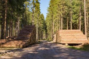 floresta de coníferas com troncos de árvores derrubadas foto