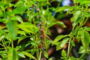 gafanhotos de arroz amarelo empoleirados em folhas verdes tomando sol durante o dia, subordem caelifera insetos hemimetabólicos grilo foto