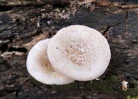 lindo cogumelo branco selvagem lentinus tigrinus cresce no tronco podre na estação chuvosa. adequado para ciência, agricultura, revista, publicidade, cartaz, etc. foto