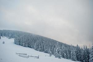 pinheiros cobertos de neve na montanha chomiak. belas paisagens de inverno das montanhas dos cárpatos, ucrânia. majestosa natureza de geada. foto