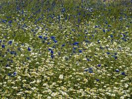 margaridas brancas e flores azuis em um prado foto