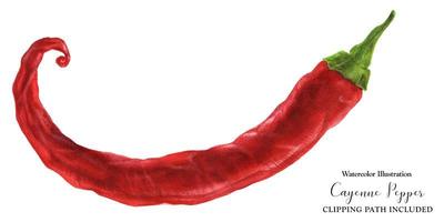 red hot chili pimenta caiena, aquarela foto