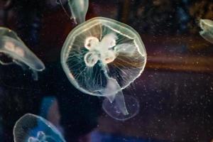 medusas no tanque escuro no zoológico foto