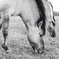 cavalos selvagens nos campos em wassenaar na holanda. foto