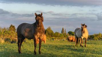 cavalos selvagens nos campos em wassenaar na holanda. foto