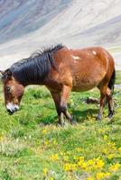 cavalo em um prado verde. foto