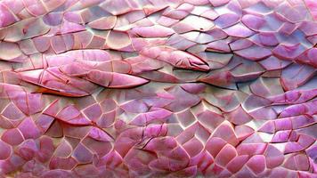 uso abstrato de fundo de escala rosa vermelha para design gráfico natureza animal textura ilustração foto