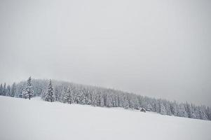 pinheiros cobertos de neve na montanha chomiak. belas paisagens de inverno das montanhas dos cárpatos, ucrânia. natureza geada. foto