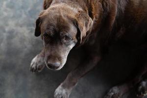 cão tímido culpado é um cão de caça de abrigo esperando olhando para cima com olhos solitários um olhar intenso ao ar livre na natureza sol da manhã. conceito de animais de estimação. foto