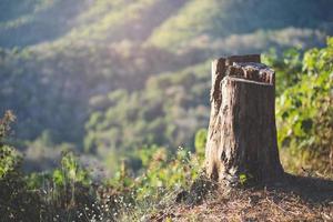 toco de árvore em uma floresta de coníferas brilhante e verde foto