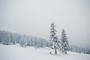 pinheiros cobertos de neve na montanha chomiak. belas paisagens de inverno das montanhas dos cárpatos, ucrânia. natureza geada. foto