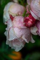 rosas macias com fotografia macro de gotas de água. rosa na fotografia de close-up de jardim de dia chuvoso. botões de flores de um spray rosa com gotas de chuva sobre um fundo verde escuro. foto