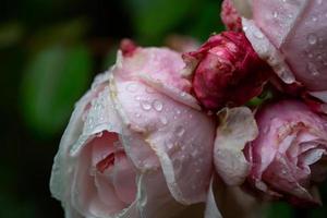 rosas macias com fotografia macro de gotas de água. rosa na fotografia de close-up de jardim de dia chuvoso. botões de flores de um spray rosa com gotas de chuva sobre um fundo verde escuro. foto