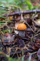 pequeno boleto na foto de close-up de dia ensolarado de outono. cogumelo leccinum com uma tampa laranja redonda na fotografia macro da floresta de outono.