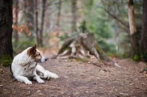 cão branco solitário selvagem na floresta nas montanhas dos cárpatos. foto