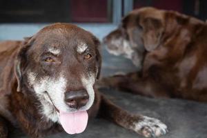 cão tímido culpado é um cão de caça de abrigo esperando olhando para cima com olhos solitários um olhar intenso ao ar livre na natureza sol da manhã. conceito de animais de estimação. foto