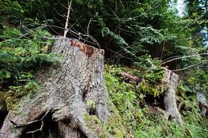 toco de árvore velha na floresta, coberta de musgo e grama nas montanhas dos Cárpatos. foto