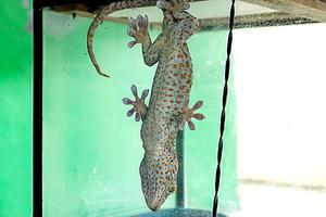 grande lagartixa lagarto família lagarto animal réptil no telhado da casa foto