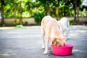 cão retriever dourado close-up comendo comida da tigela foto