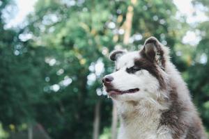 retrato de close-up de cão husky siberiano na floresta. foto